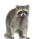 raccoon wildlife removal