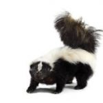 skunk wildlife removal